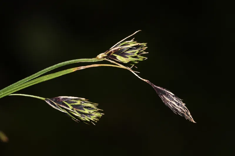 Photo of Carex macrochaeta