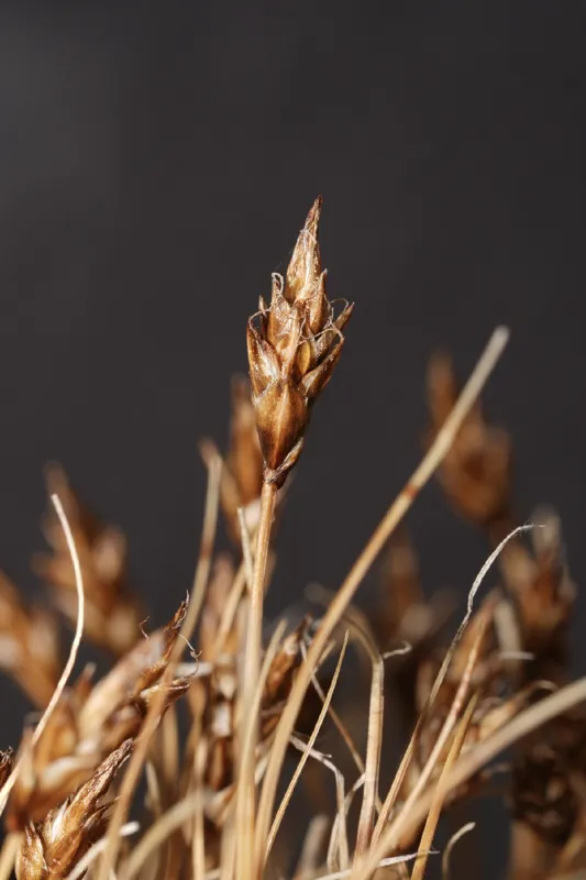 Photo of Carex nardina