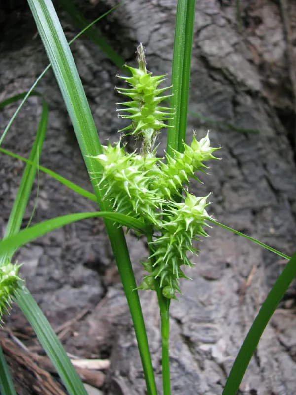 Photo of Carex retrorsa