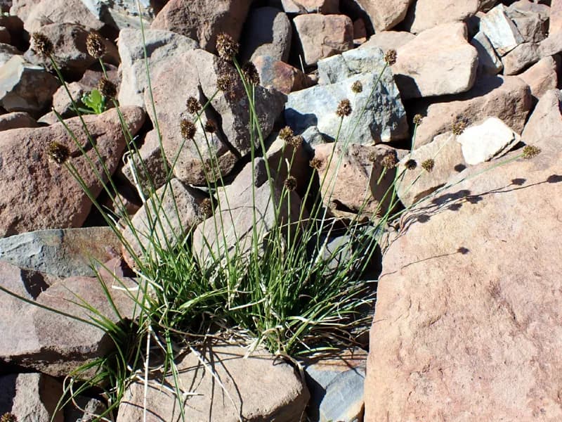 Photo of Carex vernacula