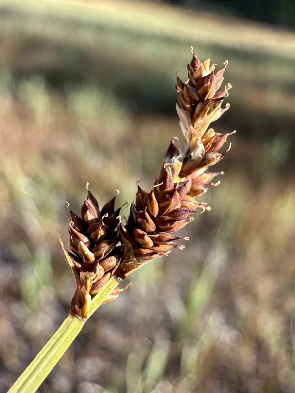 Photo of Carex praeceptorum