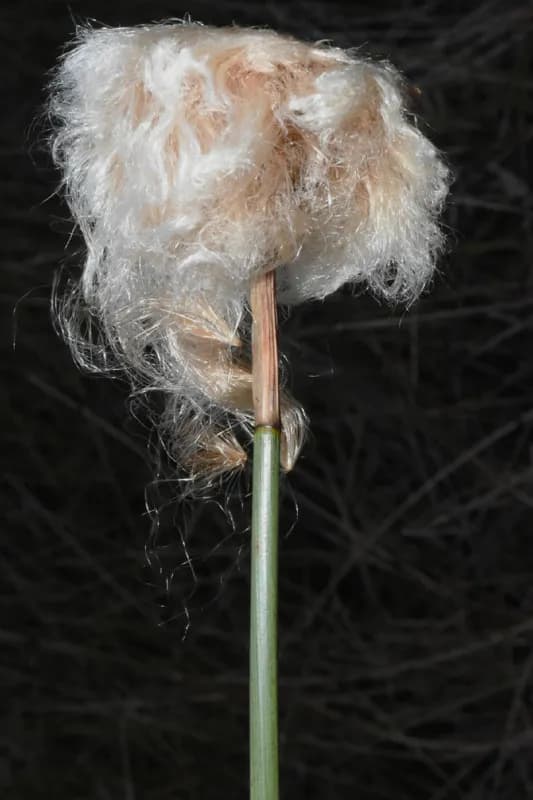 Photo of Eriophorum chamissonis