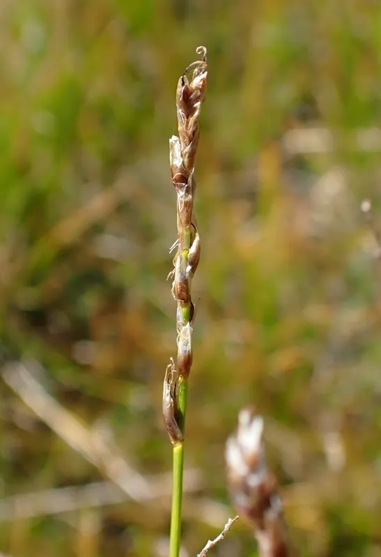 Photo of Kobresia myosuroides