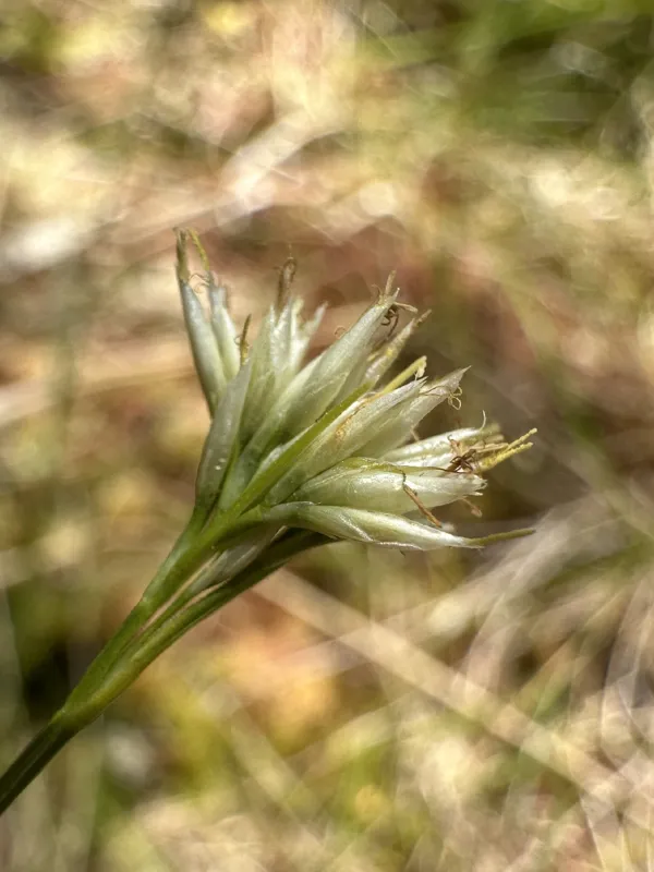 Photo of Rhynchospora alba