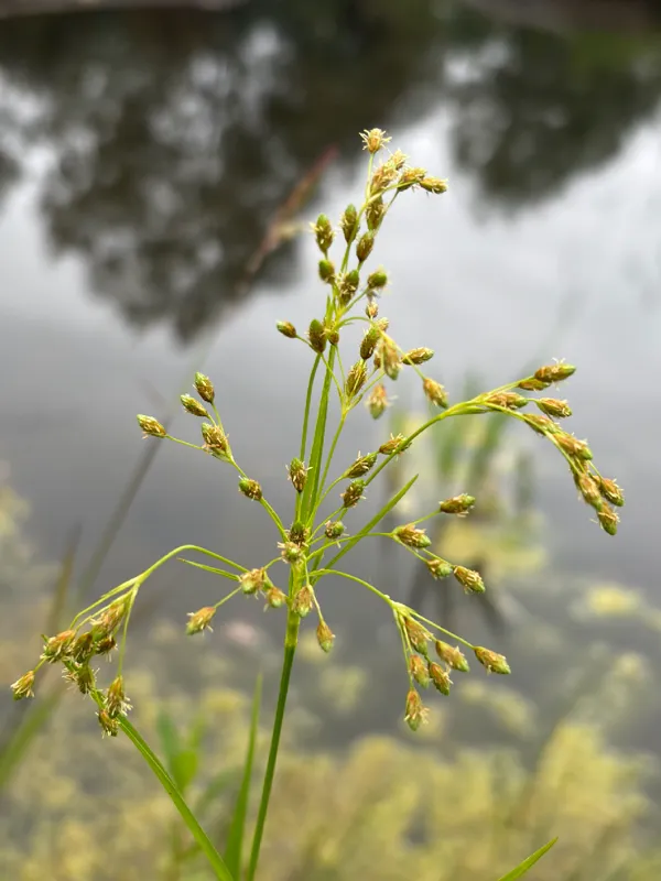 Photo of Scirpus pendulus