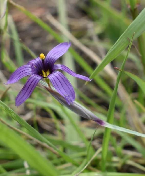 Photo of Sisyrinchium hitchcockii
