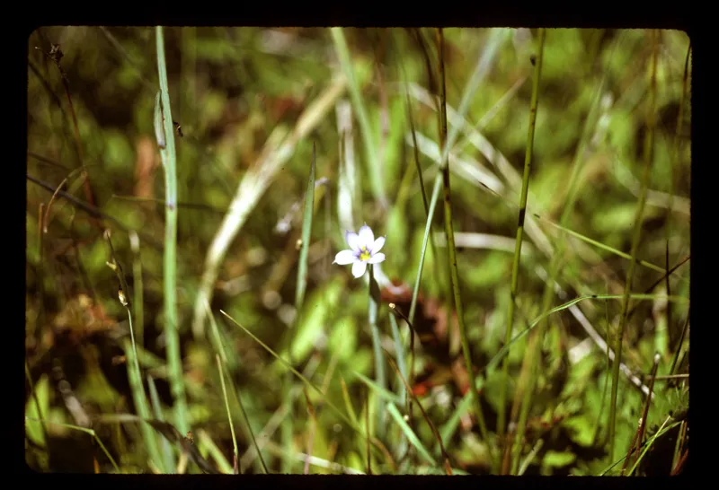Photo of Sisyrinchium sarmentosum