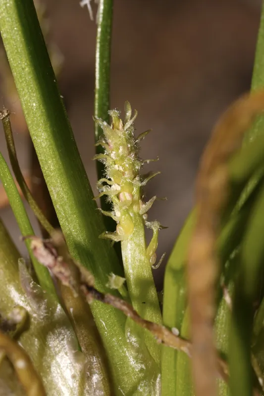 Photo of Triglochin scilloides