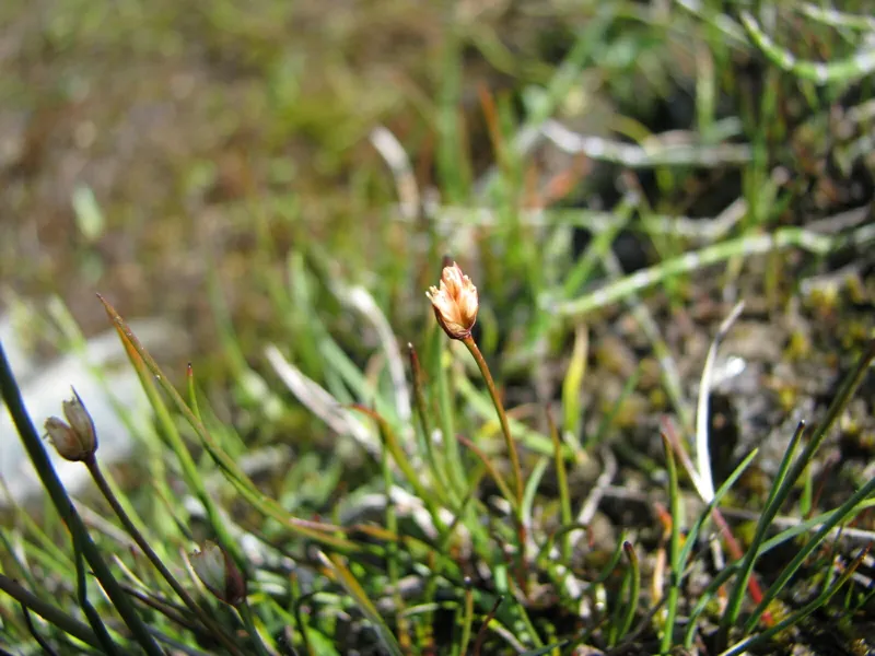 Photo of Juncus triglumis var. albescens