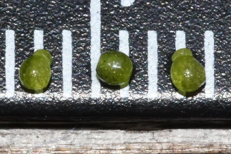 Photo of Wolffia columbiana