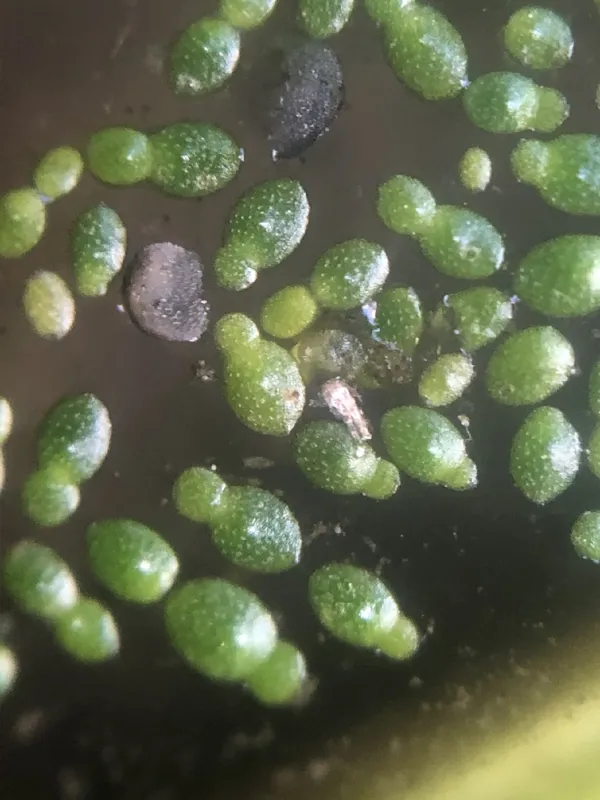 Photo of Wolffia borealis