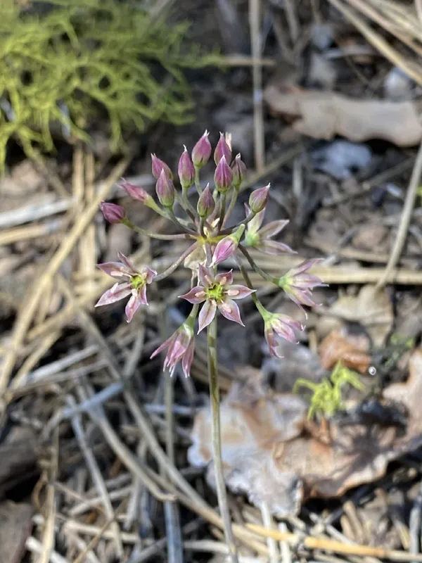Photo of Allium bisceptrum