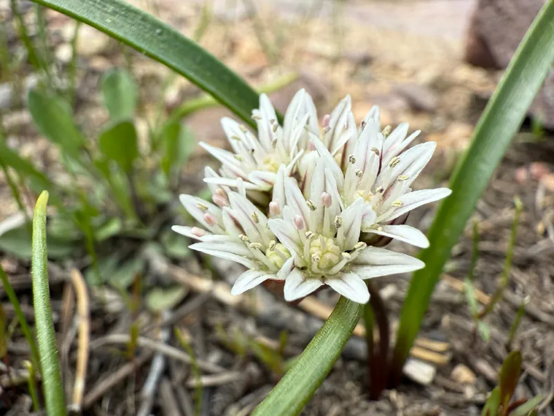 Photo of Allium brandegeei