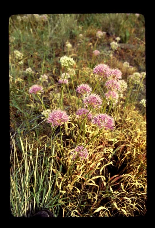 Photo of Allium geyeri var. geyeri