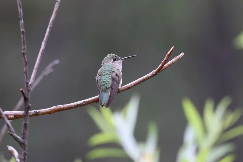 Photo of Selasphorus platycercus
