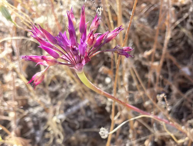 Photo of Allium peninsulare