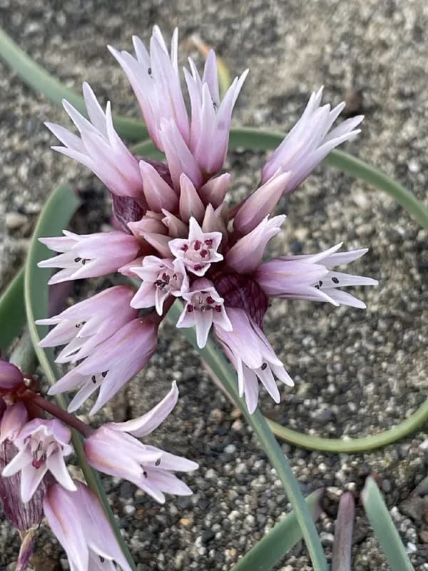 Photo of Allium robinsonii