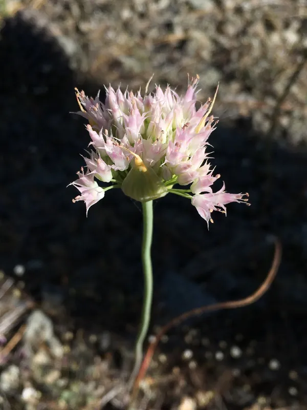 Photo of Allium sanbornii var. sanbornii