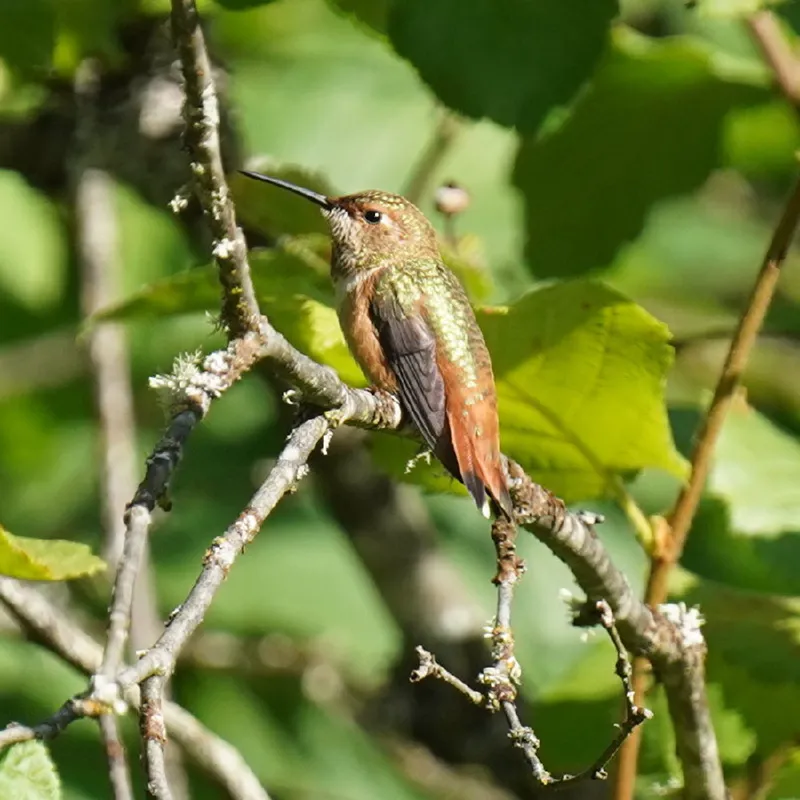 Photo of Selasphorus rufus