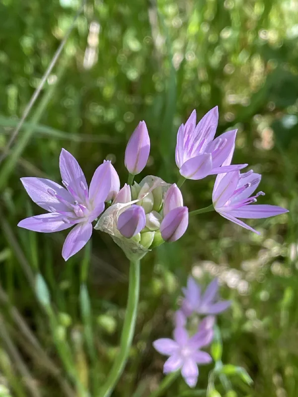 Photo of Allium unifolium