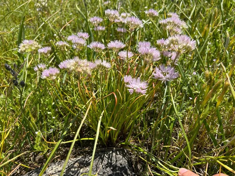Photo of Allium nevii
