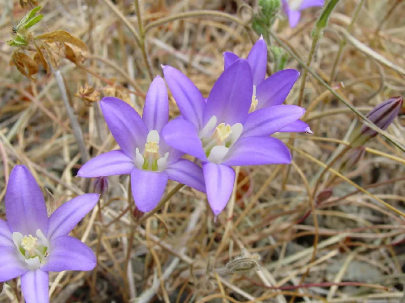 Photo of Brodiaea terrestris