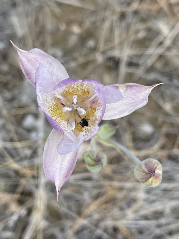 Photo of Calochortus greenei