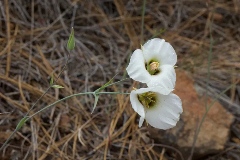 Photo of Calochortus howellii