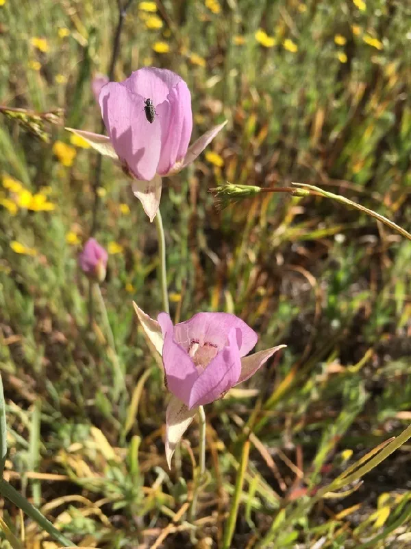 Photo of Calochortus longebarbatus var. longebarbatus