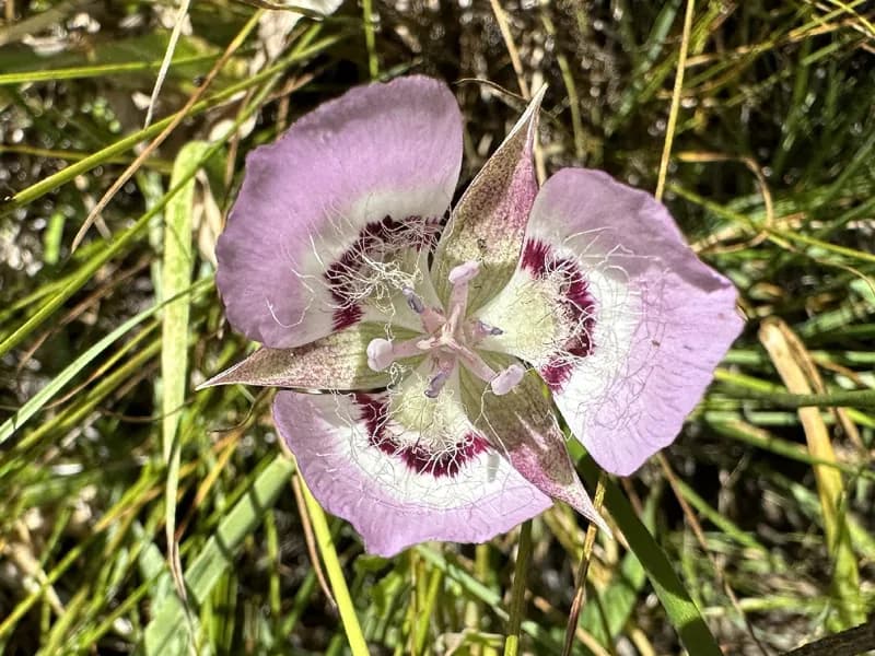 Photo of Calochortus longebarbatus var. peckii
