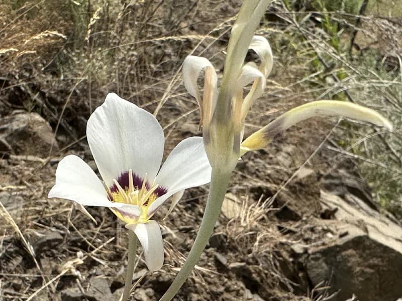 Photo of Calochortus macrocarpus var. maculosus