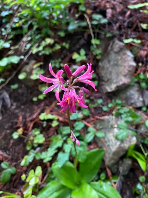 Photo of Clintonia andrewsiana