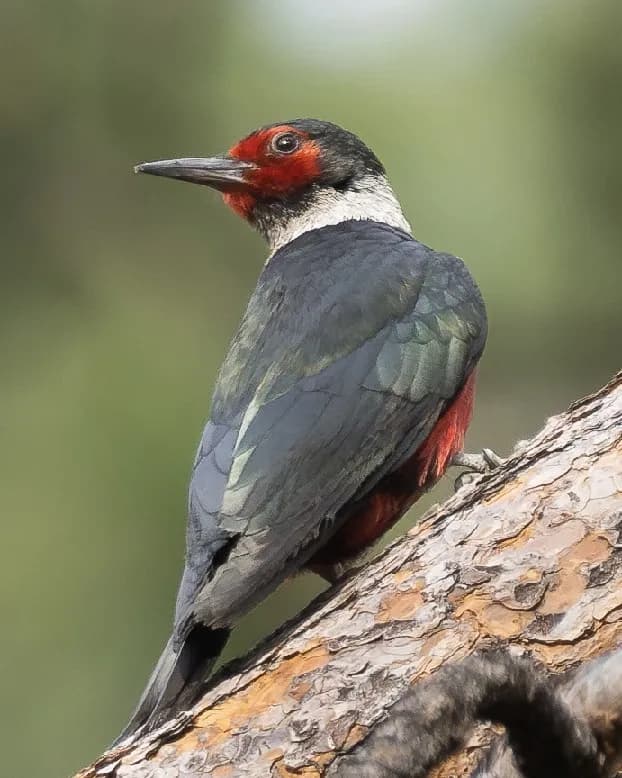 Photo of Melanerpes lewis
