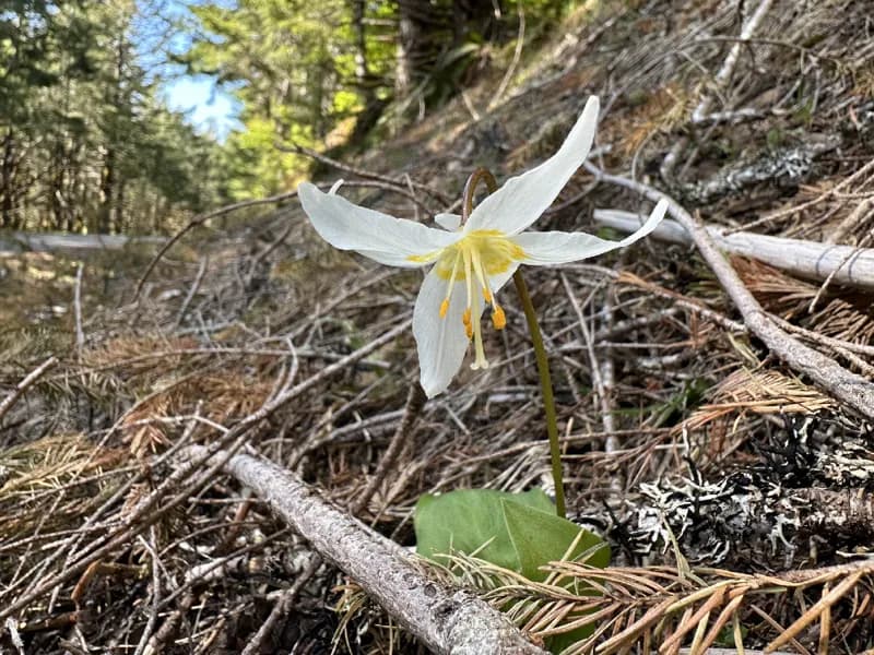 Photo of Erythronium elegans