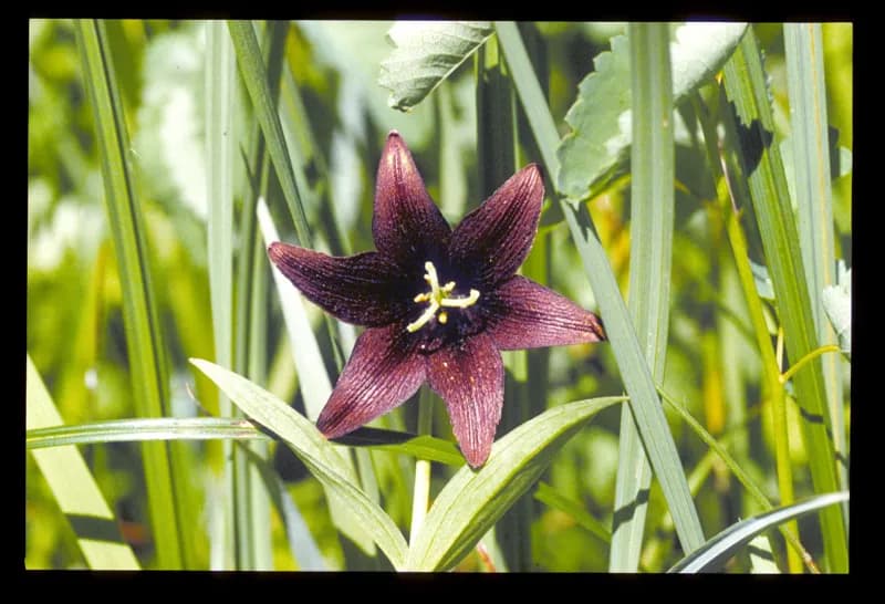 Photo of Fritillaria camschatcensis