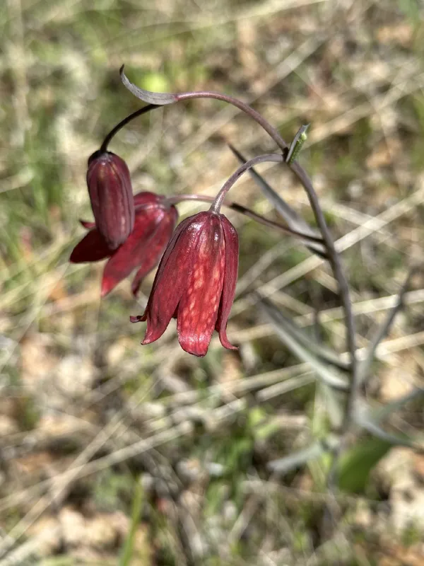 Photo of Fritillaria gentneri