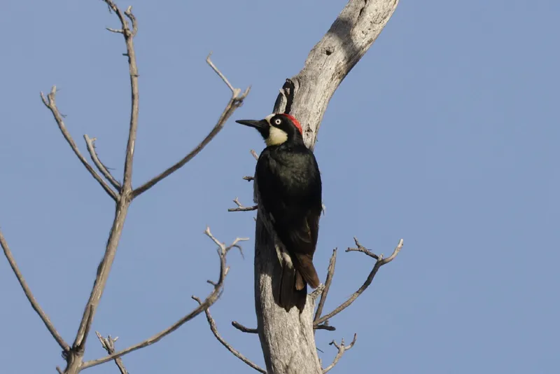 Photo of Melanerpes formicivorus