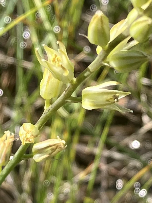 Photo of Hastingsia bracteosa var. bracteosa