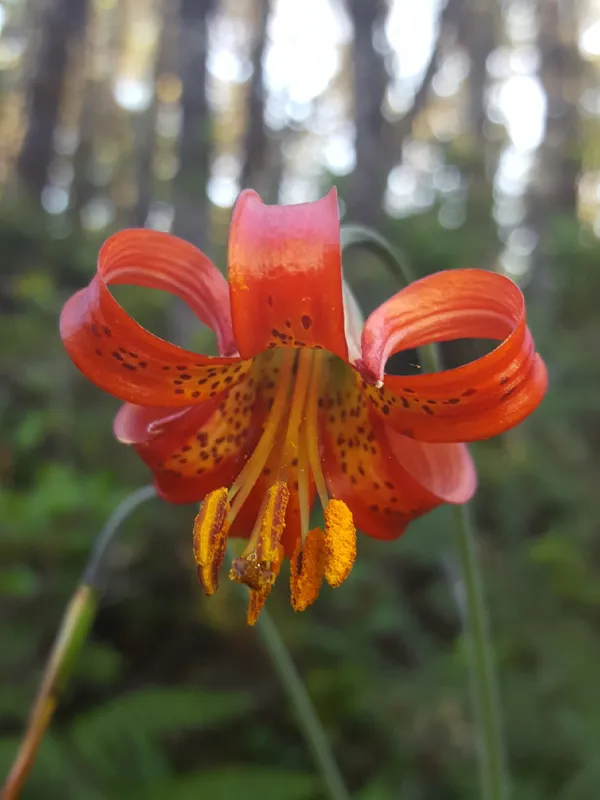 Photo of Lilium occidentale