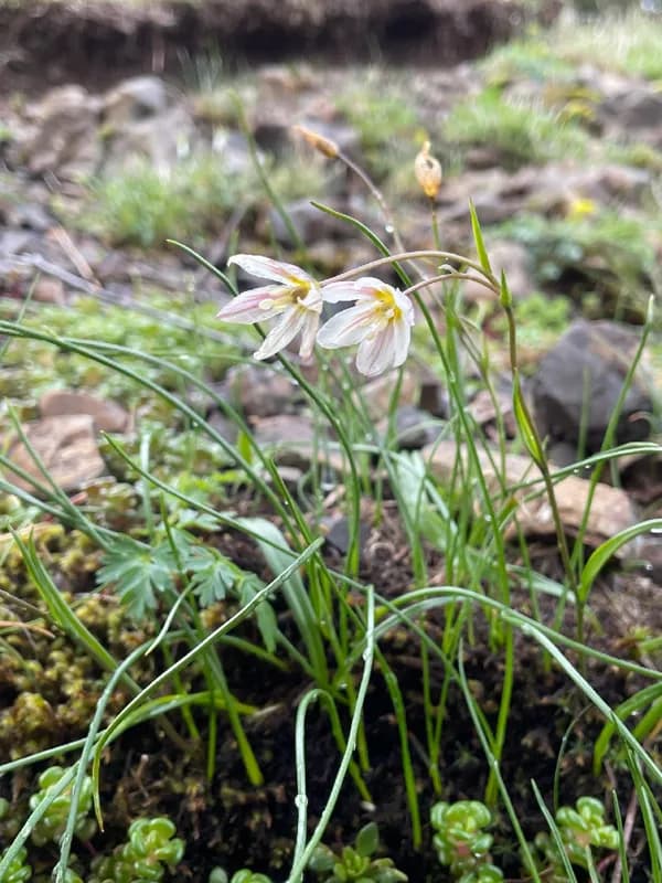 Photo of Gagea serotina
