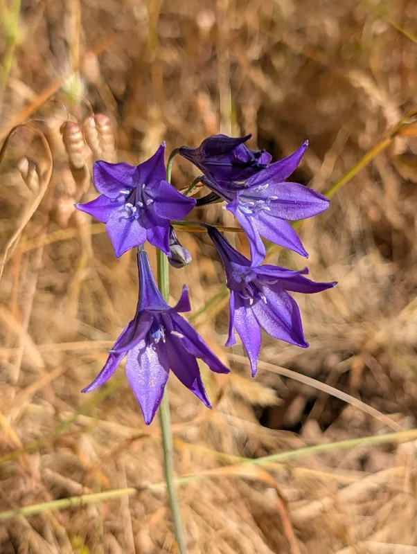 Photo of Triteleia laxa