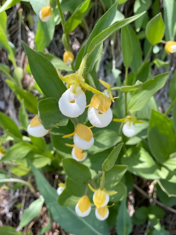 Photo of Cypripedium californicum