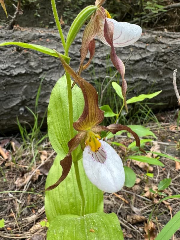 Photo of Cypripedium montanum
