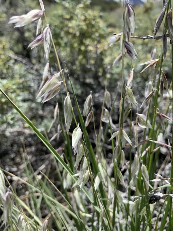Photo of Melica stricta