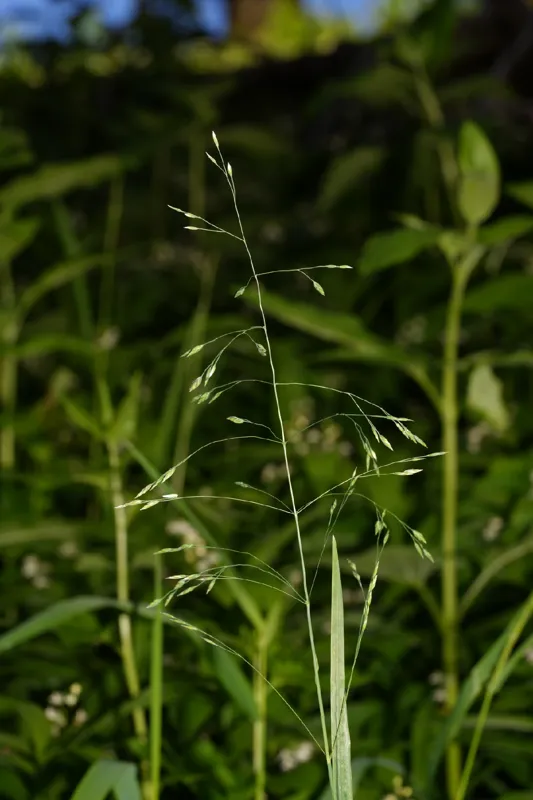 Photo of Poa laxiflora