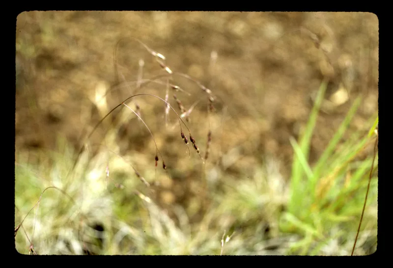 Photo of Eriocoma hendersonii