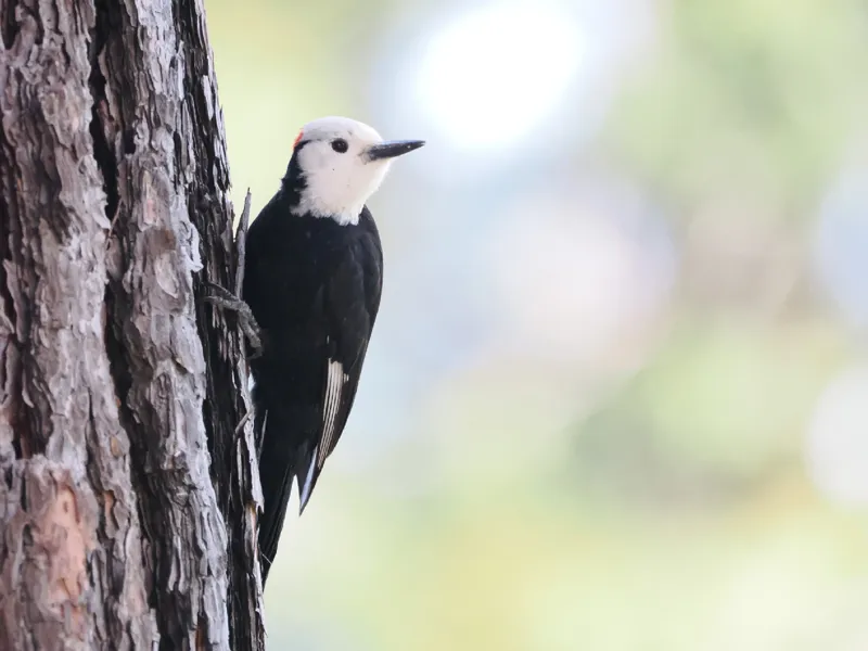 Photo of Leuconotopicus albolarvatus