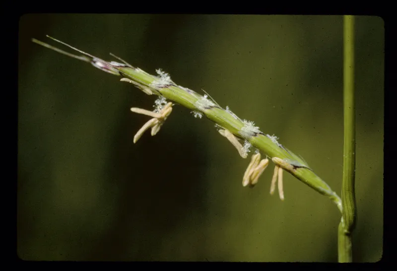 Photo of Pleuropogon oregonus