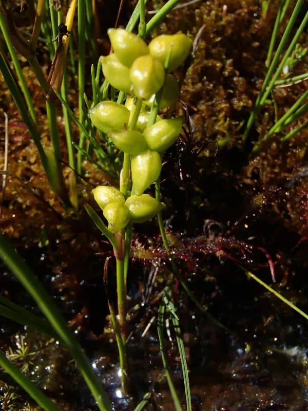 Photo of Scheuchzeria palustris