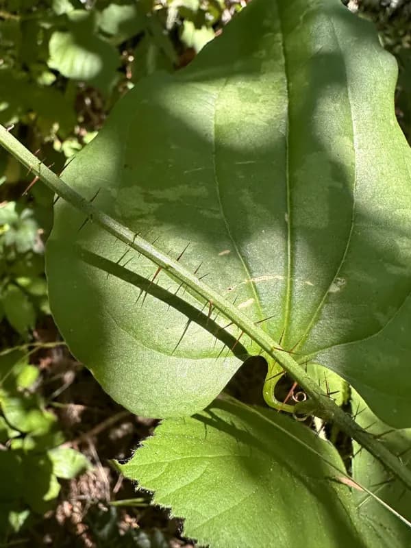 Photo of Smilax californica